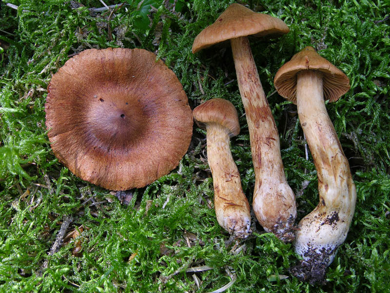 Cortinarius rubellus/C.orellanoides var. speciosissimus